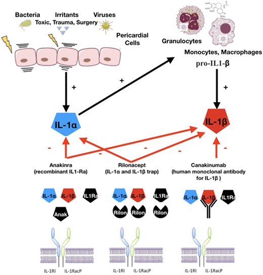 Anti-interleukin-1 agents for pericarditis: a primer for cardiologists<sup> </sup>