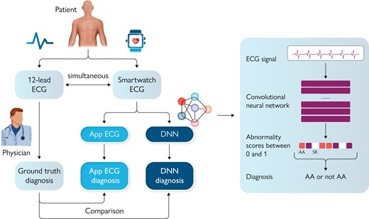Artificial intelligence–based electrocardiogram analysis improves atrial arrhythmia detection from a smartwatch electrocardiogram